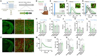 Transient Astrocytic Gq Signaling Underlies Remote Memory Enhancement